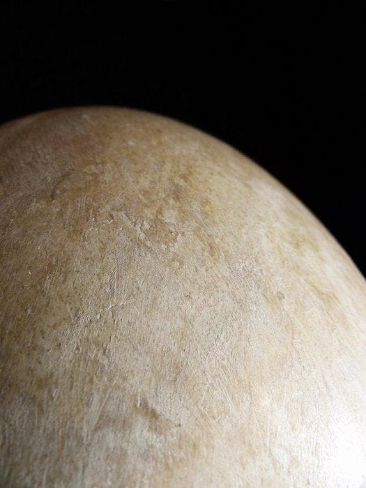 Gefossiliseerd ei - 32 cm - 22 cm, Verzamelen, Mineralen en Fossielen