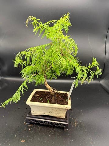 Bonsaï cyprès chauve (Taxodium distichum) - Hauteur (arbre)