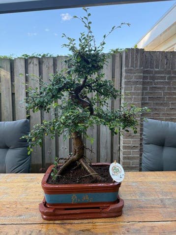 Bonsaï Orme Japonais (Zelkova) - Hauteur (arbre) : 60 cm -