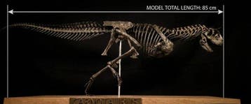 Carnotaurus-run replika 85 cm - Fossiel skelet