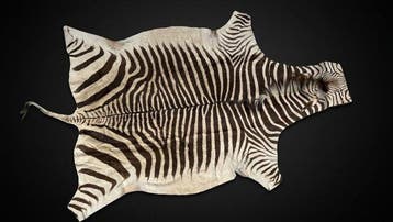 Burchell-zebra Taxidermie volledige montage - Equus quagga