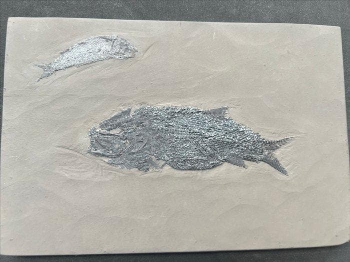 Gefossiliseerd dier - Asialepidotus shingyiensis - 26.1 cm -, Verzamelen, Mineralen en Fossielen