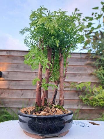 metasequoia bos in bonsaischaal - Hoogte (boom): 28 cm -