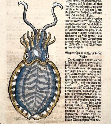 Conrad Gesner (1516-1565) - Cuttlefish, Marine Life, folio
