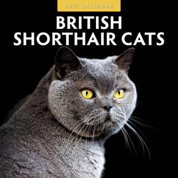 Red Robin Wall Kalender 2027 - British Shorthair Cats, Ophalen of Verzenden