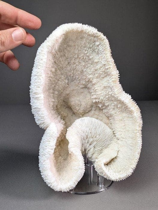 Splendid Bowl Coral (Soumissionnaires de lUE uniquement), Verzamelen, Dierenverzamelingen