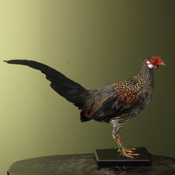 Sonnerathoen Kip Taxidermie Opgezette Dieren By Max, Ophalen of Verzenden, Nieuw, Vogel, Opgezet dier