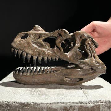sculptuur, NO RESERVE PRICE - A Replica of Dinosaur Skull -