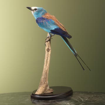 Sahelscharrelaar Taxidermie Opgezette Dieren By Max, Ophalen of Verzenden, Opgezet dier