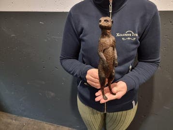 Beeld, Bronze Meerkat - 28 cm - Brons