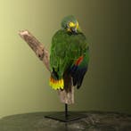 Blauwvoorhoofdamazone Taxidermie Opgezette Dieren By Max, Ophalen of Verzenden, Nieuw, Vogel, Opgezet dier