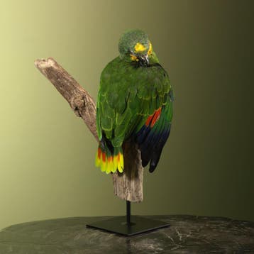 Blauwvoorhoofdamazone Taxidermie Opgezette Dieren By Max, Ophalen of Verzenden, Opgezet dier