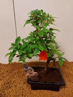 Azalea bonsai (Rhododendron) - Hoogte (boom): 29 cm - Diepte