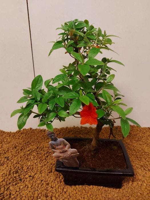 Azalea bonsai (Rhododendron) - Hoogte (boom): 29 cm - Diepte, Antiquités & Art, Curiosités & Brocante