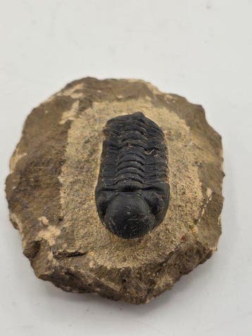 Trilobiet - Gefossiliseerd dier - Reedops Cephalotes - 7 cm