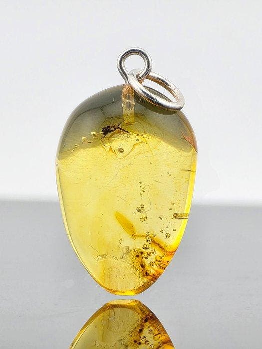 Lichtgevend Baltisch Amberhanger – Oude mug-inclusie –, Verzamelen, Dierenverzamelingen