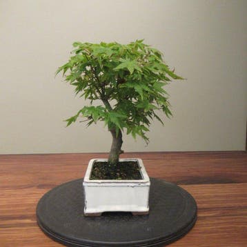 Acer palmatum - Hoogte (boom): 25 cm - Diepte (boom): 27 cm