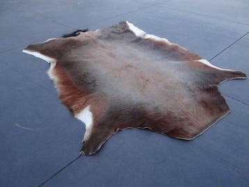 Blesbok Balg - Damaliscus pygargus phillipsi - 110 cm - 80, Nieuw