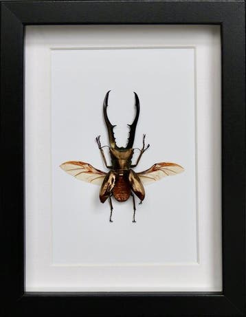 Loofhoutboktor Taxidermie volledige montage - Cyclommatus, Nieuw