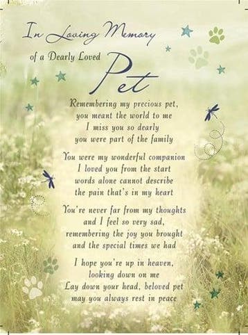 Rouwkaart herdenkingskaart ilm of a dearly loved pet