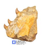 Prachtige Halisaurus arambourgi (Mosasaur) Gedeeltelijke