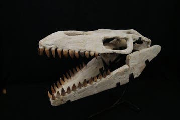 Schedel van een mosasauriër - Fossiele schedel - Mosasaurus, Collections