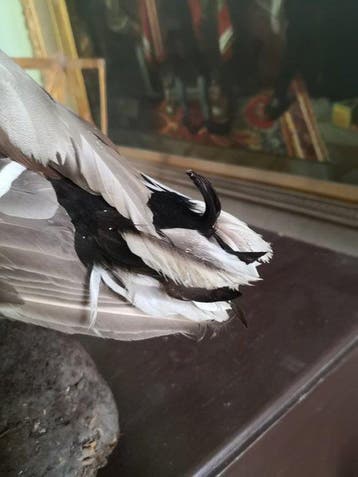 Stockente Taxidermie volledige montage - Anasplatyrhynchos -