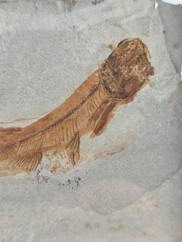 Poisson - Animal fossilisé - Lycoptera - 11 cm (Sans prix de