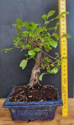 Chinese iep bonsai (Ulmus parviflora) - Hoogte (boom): 25 cm