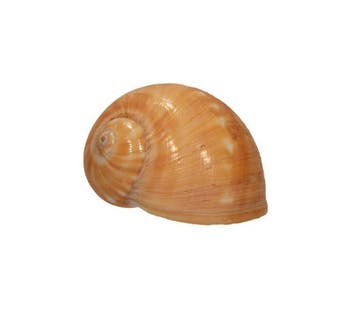 Tanea areolata (40 mm) - Zeldzaam GROTE MAAT -