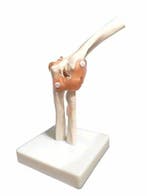 Anatomisch model elleboog ST-ATM-023, Verzenden, Nieuw