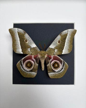 Papillon Support de corps entier pour taxidermie -
