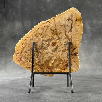 Magnifique tranche de bois pétrifié sur un socle