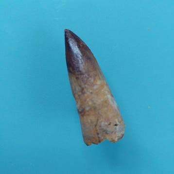 Dinosaurus - Fossiele tand - Spinosaurus aegyptiacus - 44 mm