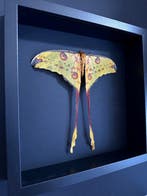 Papillon de nuit Support de corps entier pour taxidermie -
