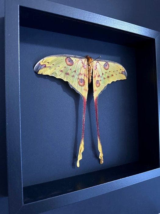 Papillon de nuit Support de corps entier pour taxidermie -, Antiquités & Art, Curiosités & Brocante
