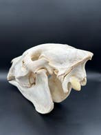 Burchell-zebra Schedel - Equus quagga - 26.5 cm - 47 cm - 18