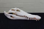 Large Nile Crocodile 38cm! Schedel - Crocodylus niloticus, Verzamelen, Dierenverzamelingen, Nieuw