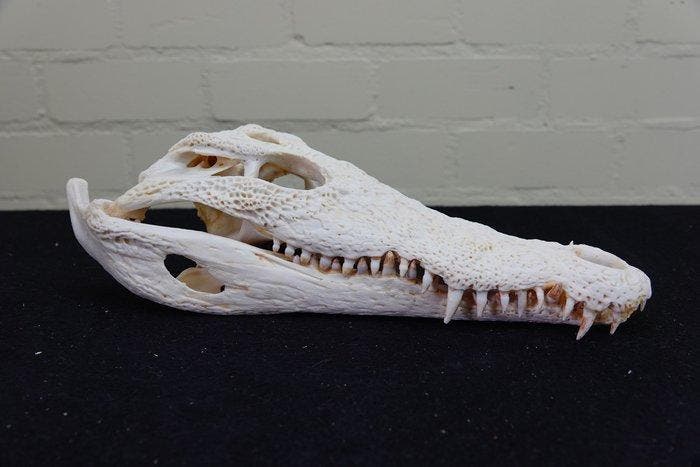 Large Nile Crocodile 38cm! Schedel - Crocodylus niloticus, Verzamelen, Dierenverzamelingen