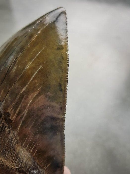 Megalodon - Fossiele tand - 142 mm - 107 mm, Verzamelen, Mineralen en Fossielen