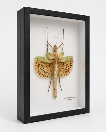 Wandelende tak Taxidermie wandmontage - Paracyphocrania