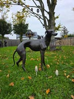 Beeld, Bronze: XL Greyhound Dog - 77 cm - Brons - 2026, Antiek en Kunst
