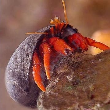 Paguristes Red (Heremietkreeft), Dieren en Toebehoren