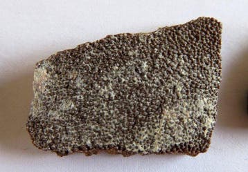 Dinosauruseierenschalen uit Frankrijk - Gefossiliseerd ei