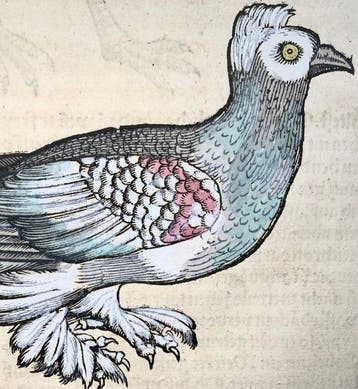 Conrad Gesner - First German Issue - Pigeon, Dove, Stone