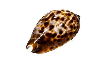 Vriends Cowrie ###Verzamelstuk### Taxidermie wandmontage -