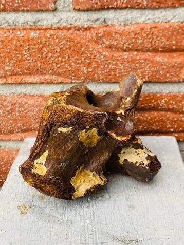 steppewisent - Fossiel wervelbot - Bison priscus - 15 cm -, Verzamelen, Mineralen en Fossielen