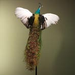 Pauw Vliegend Taxidermie Opgezette Dieren By Max, Ophalen of Verzenden, Opgezet dier