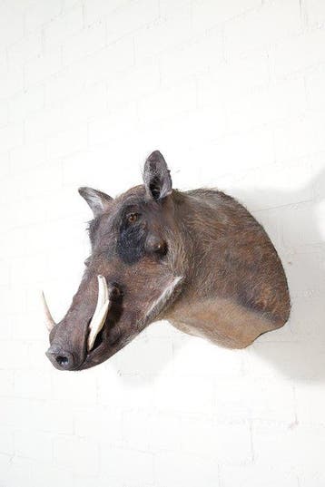 Large African Warthog Schedel - Phacochoerus africanus - 50, Verzamelen, Dierenverzamelingen, Nieuw