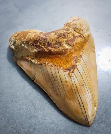 Megalodon - Fossiele tand - Otodus (Carcharocles) megalodon, Verzamelen, Mineralen en Fossielen